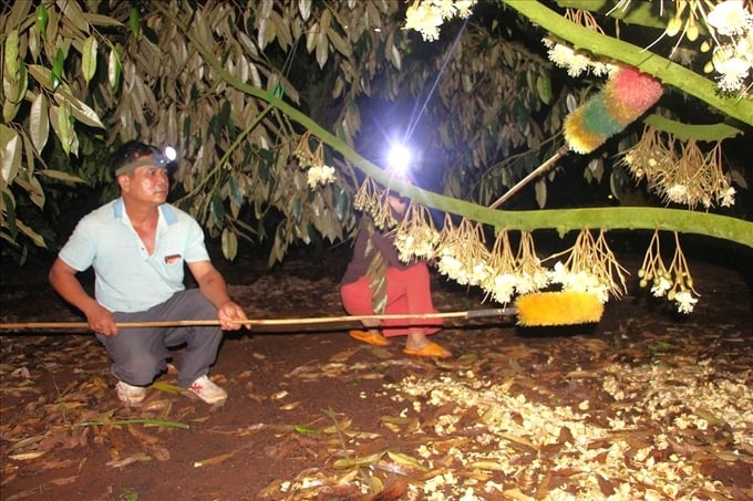 Ban hành quy trình tạm thời kỹ thuật cắt tỉa hoa, quả, thu hoạch sầu riêng
