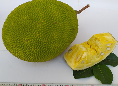 Quy trình kỹ thuật thâm canh tổng hợp cho cây mít vùng trồng chính ở các tỉnh phía Nam.