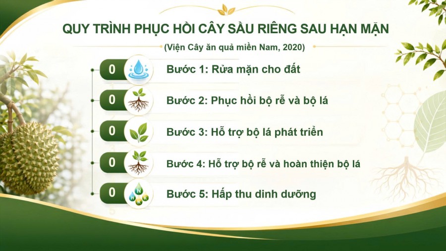 QUY TRÌNH 5 BƯỚC PHỤC HỒI CÂY SẦU RIÊNG SAU HẠN MẶN TẠI ĐỒNG BẰNG SÔNG CỬU LONG