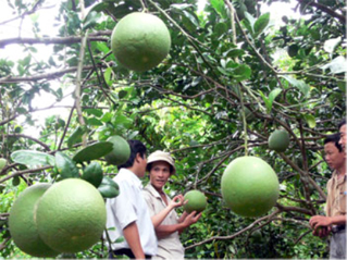 Liên kết sản xuất trái cây bền vững
