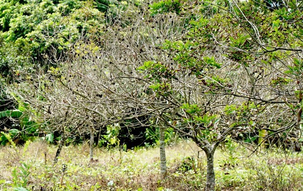 Tiền Giang: Phục hồi hàng nghìn hécta vườn cây ăn quả bị hạn mặn
