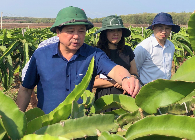 Thứ trưởng Lê Quốc Doanh thăm trang trại sản xuất thanh long ứng dụng công nghệ cao ở Bình Thuận. KH.