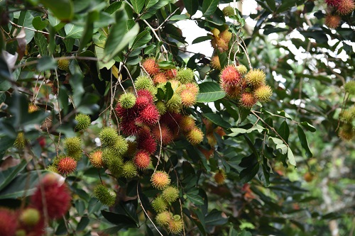 Quy trình kỹ thuật xử lý ra hoa trái vụ cho cây chôm chôm cho các tỉnh Nam bộ