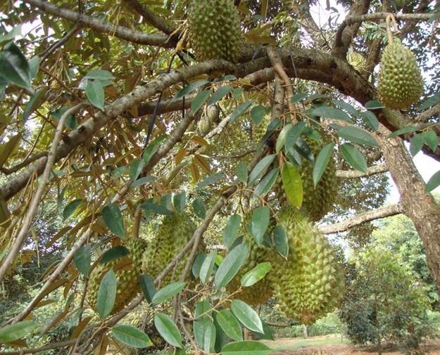 Quy trình kỹ thuật xử lý ra hoa trái vụ cho cây sầu riêng cho các tỉnh Nam bộ